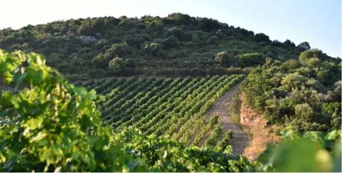 Photo domaine Gentile Corse